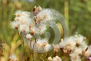 A close up of a thistledown