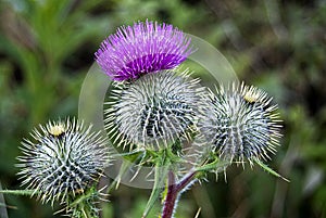 Close up of thistles photo