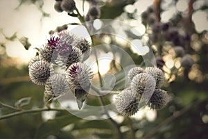 Close-up of thistles in sunset.