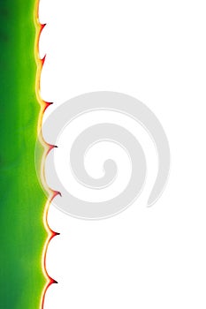 Close up thorn of agave plant isolated on white