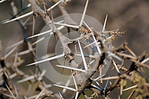 Close up of a thorn bush in Pilanesberg National Park