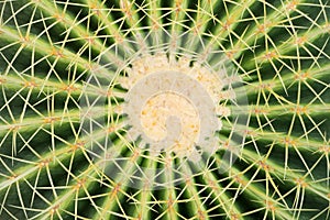 Close up of thorn cactus flower.