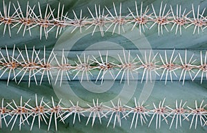 Close up of thorn on cactus