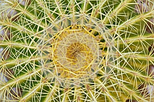 Close up of thorn cactus succulent texture background