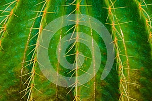 Close up thorn cactus texture