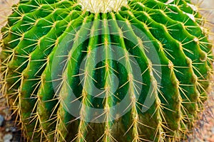 Close up thorn cactus texture