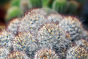 Close up thorn cactus