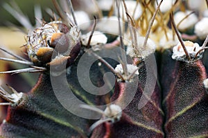 thorn cactus for texture background
