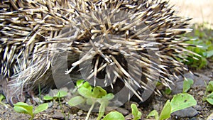 Close up of Thorns of a hedgehog Close up hedgehog. European hedgehog in the garden. Scientific name: Erinaceus europaeus. delight