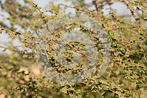 Close-up of a thorny acacia tree in the desert photo