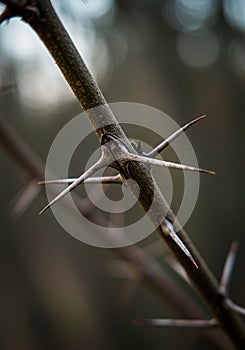 Close-up of a thorny branch, likely from a honey locust tree (Gleditsia triacanthos). photo