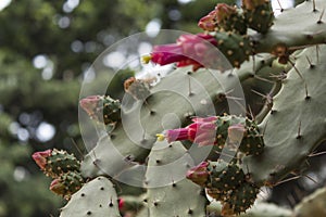 Close Up on thorny cactus in bloom