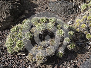 Close up thorny cactus at botanical garden, Jardin Botanico Canario Viera y Clavijo, Tafira, Gran Canaria, Canary