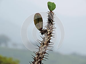 Close-up of thorny cactus growing in Blossom Hydel Park, Kerala, India