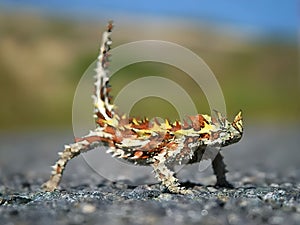 A close-up of a thorny devil lizard