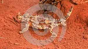 Close up of a thorny dragon lizard walking