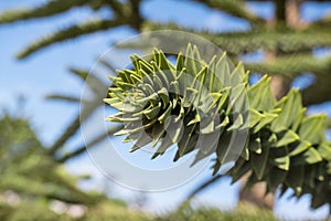 Close-up of a thorny green branch of Araucaria araucana, monkey puzzle tree, monkey tail tree or Chilean pine in