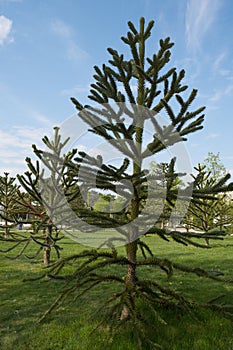 Close-up of a thorny green branch of Araucaria araucana, monkey puzzle tree, monkey tail tree or Chilean pine in