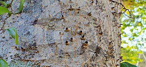 The trunk of the dadap tree is thorny