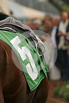 Close Up of Thoroughbred Horse photo
