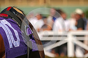 Close Up Thoroughbred Racehorse With Tack