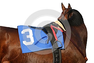 Close Up Thoroughbred Racehorse With Tack photo