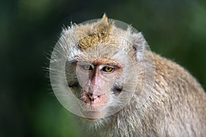 A close-up of a thoughtful monkey`s face looking down.