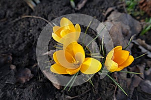 Closeup of three amber yellow flowers of Crocus chrysanthus in February