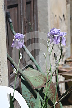 Close up of three beautiful purple flowers with a wheelbarrow in the background