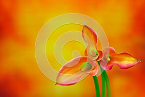Close up of  three bicolor mini calla lilies against abstract colorful background