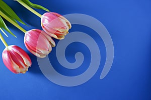 Close-up of three bright pink tulips on a Pantone classic blue background with copy space