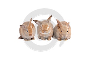 Close up Three brown rabbits sitting in row together isolate on white