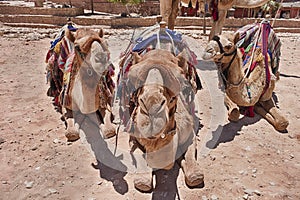 Close-Up Of Three Camels