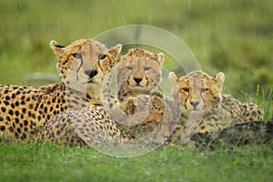 Close-up of three cubs lying with cheetah photo
