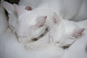 Close-up three cute white kittens breastfeeding 