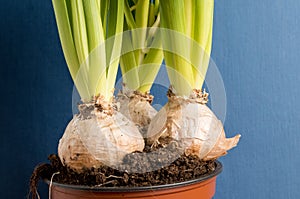 Close up of three delicate white Hyacinth or Hyacinthus flowers bulbs in a garden pot isolated on dark blue studio background