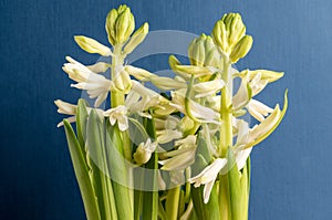 Close up of three delicate white Hyacinth or Hyacinthus flowers in full bloom in a garden pot isolated on dark blue studio backgro