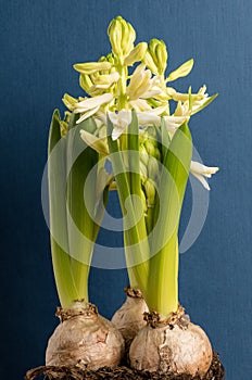 Close up of three delicate white Hyacinth or Hyacinthus flowers in full bloom in a garden pot isolated on dark blue studio backgro