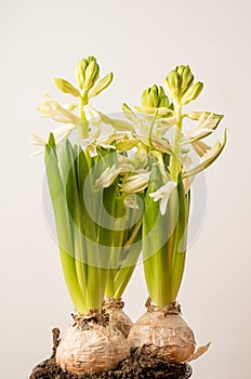 Close up of three delicate white Hyacinth or Hyacinthus flowers in full bloom in a garden pot isolated on white studio background