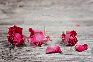 Close up of three dry roses