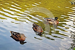 A close up of three ducks on the pond water.