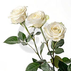 Three white roses on white background