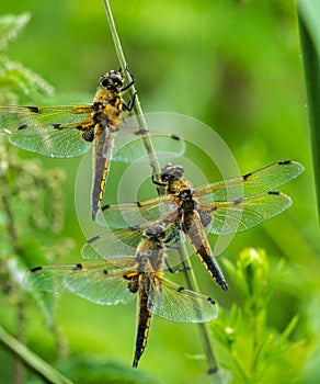 Close up of three Four-spotted Chaser Dragonflies Libellula quadrimaculata sheltering from rain photo