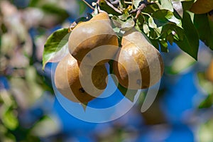 Close up of three golden bosc pears on a tree, with blue sky and leaves in the background