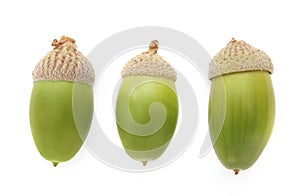 Close-up of three green acorns