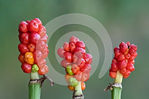 Close-up of three Italian arums Arum italicum, side by side against a green background. You can clearly see the red berries photo
