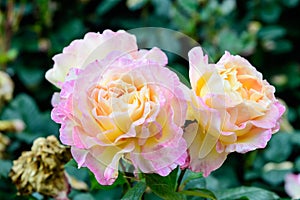 Close up of three large and delicate vivid yellow orange roses in full bloom in a summer garden, in direct sunlight, with blurred