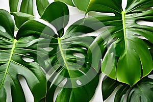 close up three large green leaves with a white background