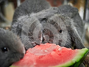 Close-up of three little grey rabbits eating watermelon