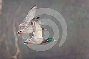 Close up of three Mallard ducks flying abreast with wings synchronised
